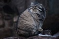 Cat manul sits on a stump and looks around with an angry look, a Royalty Free Stock Photo