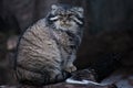 Cat manul sits on a stump and looks around with an angry look, an angry and angry cat Royalty Free Stock Photo