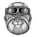 Wild cat Manul wearing leather helmet Aviator, biker, motorcycle Hand drawn illustration for tattoo, emblem, badge, logo