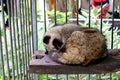Wild Cat or Mongos, sleeping at the cage Royalty Free Stock Photo