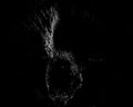 Wild cat mono black monochrome