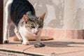 Cat with its mouse catch Royalty Free Stock Photo