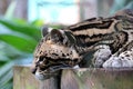Wild cat ocelot in Costa Rica beautiful animal Royalty Free Stock Photo
