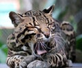 Wild cat ocelot in Costa Rica beautiful animal Royalty Free Stock Photo