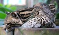 Wild cat ocelot in Costa Rica beautiful animal Royalty Free Stock Photo