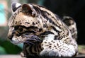 Wild cat ocelot in Costa Rica beautiful animal Royalty Free Stock Photo