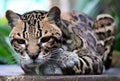 Wild cat ocelot in Costa Rica beautiful animal