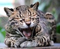 Wild cat ocelot in Costa Rica beautiful animal