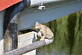 A wild cat without an owner lives under the bridge. Cat. Day Royalty Free Stock Photo