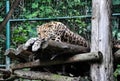 Wild cat in Prague Zoo , Czech Republic Royalty Free Stock Photo