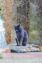 Wild cat resting on the wall in the city center Royalty Free Stock Photo