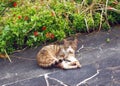 Wild cat on roadside Royalty Free Stock Photo