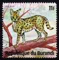 Wild cat serval Leptailurus serval, or tierboskat , series Ani