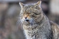 Wild cat sitting with closed eyes Royalty Free Stock Photo