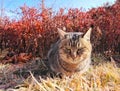 Wild cat stare Royalty Free Stock Photo