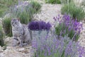 Wild cat in lavender field. Royalty Free Stock Photo