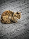 A wild cat is sitting on the road Royalty Free Stock Photo
