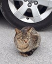 Wild cat sitting on road Royalty Free Stock Photo