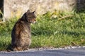Wild cat sitting by the road Royalty Free Stock Photo