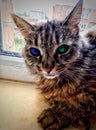 Wild cat sitting the window with deliciously beautiful eyes