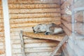 Wild cat lynx sleeps in captivity in zoo cage Royalty Free Stock Photo