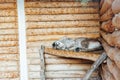 Wild cat lynx sleeps in captivity in zoo cage Royalty Free Stock Photo