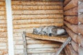 Wild cat lynx sleeps in captivity in zoo cage Royalty Free Stock Photo