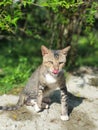 Wild Cat in Sri Lanka Royalty Free Stock Photo