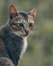 Wild Cat Stare Royalty Free Stock Photo