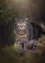 Wild Cat Stepping out of the Woods Royalty Free Stock Photo