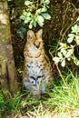 Wild cat in Tenikwa Wildlife Rehabilitation and Awareness Centre in Plettenberg Bay, South Africa