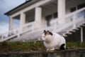 a beautiful Persian white cat walks around the yard of a private house Royalty Free Stock Photo