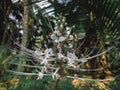 wild cat whisker flowers in garden