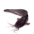 Wild catfish isolated on a white background. Royalty Free Stock Photo