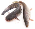 Wild catfish and pike. Royalty Free Stock Photo