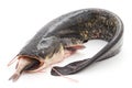 Wild catfish. Royalty Free Stock Photo