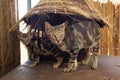 Wild cats in animal facility of Nairobi, Kenya, Africa at the KWS Kenya Wildlife Service