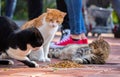 Wild cats in Cat Sanat Parki , cat park in Istanbul Royalty Free Stock Photo