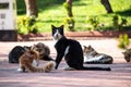 Wild cats in Cat Sanat Parki , cat park in Istanbul