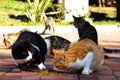 Wild cats in Cat Sanat Parki , cat park in Istanbul, Turkey. Multiple cats eating and fighting Royalty Free Stock Photo