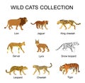 Wild cats collection vector illustration isolated on white background. Lion, jaguar, king cheetah, serval, lynx bobcat, leopard.