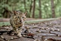 Wild cats with fierce faces with fur patterns like tigers walking in the park.