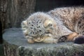 Wild Cats Otocolobus Manul Cub Sleeping Royalty Free Stock Photo