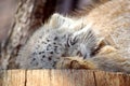 Wild Cats Otocolobus Manul Cub Sleeping Royalty Free Stock Photo