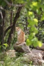 Wild cats are predominantly feral domestic cats in the Southern European countries