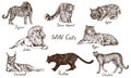 Wild cats set: Jaguar, Snow Leopard ounce, Lynx bobcat, Lion, Tiger, Caracal rooikat, Persian lynx, Black panther, Cheetah Royalty Free Stock Photo