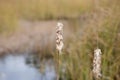 Wild Cattail In the Louisiana Marsh. Royalty Free Stock Photo