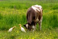 Wild cattle egrets Bubulcus ibis pasturing with cow on green grass meadow. Friendship between wild and domestic animals. Royalty Free Stock Photo