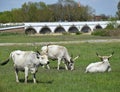 Wild cattles at Hortobagy Royalty Free Stock Photo