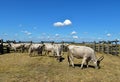 Wild cattles on the meadow in Hortobagy, Hungary